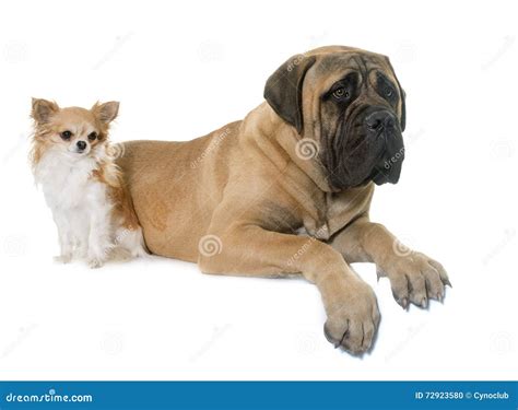 Young Bull Mastiff And Chihuahua Stock Photo Image Of Animal Bull