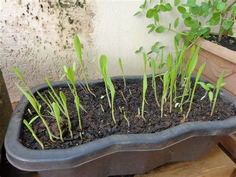 Diário de uma Sementeira: Plantando milho de pipoca para os gatos