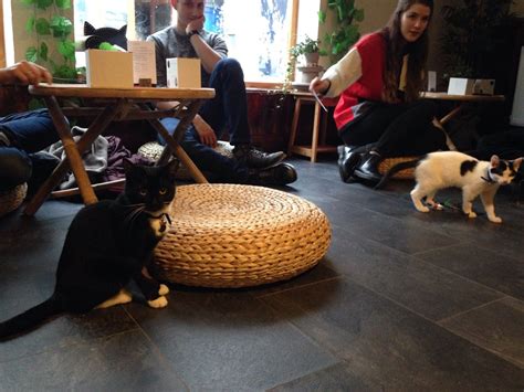 Bristol247 On Twitter Bristols First Cat Cafe Is Now Open But Is