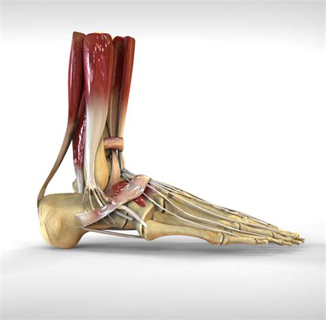 Human Male Foot Bone 3d Model