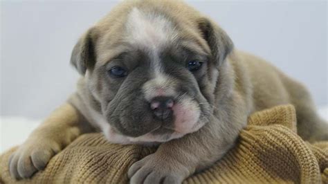 Alibaba.com offers 1,664 english bulldog puppies products. Olde English Bulldogge - Price, Temperament, Life span