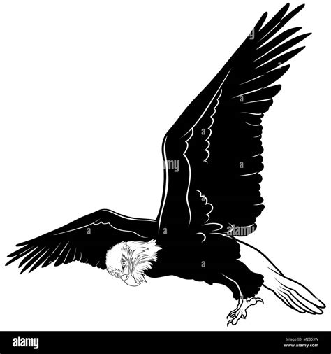 Flying Bald Eagle Stock Vector Image And Art Alamy
