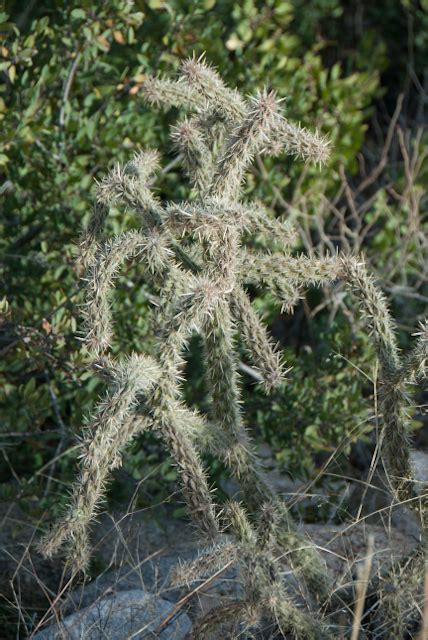 The most complete information about stores in las cruces, new mexico: StuartOnNature