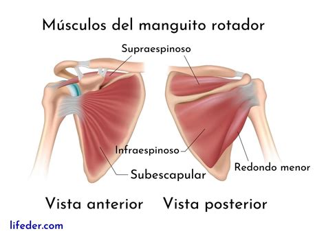 Músculos del hombro descripción y funciones anteriores y posteriores