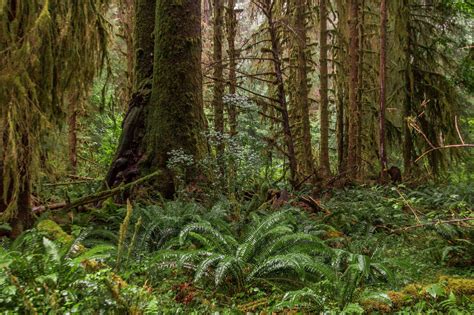 Hiking Through Hoh Rainforest In Olympic National Park Wa On A Rainy