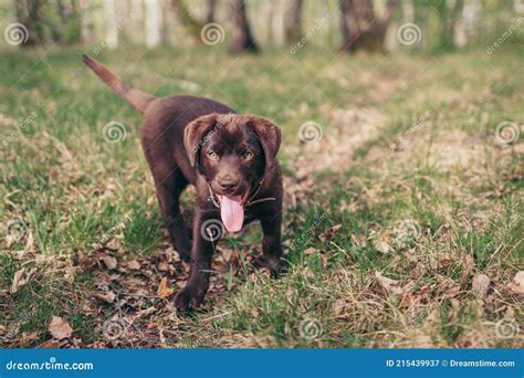 A Brown Dog Carrying A Frisbee In Its Mouth Stock Image Image Of