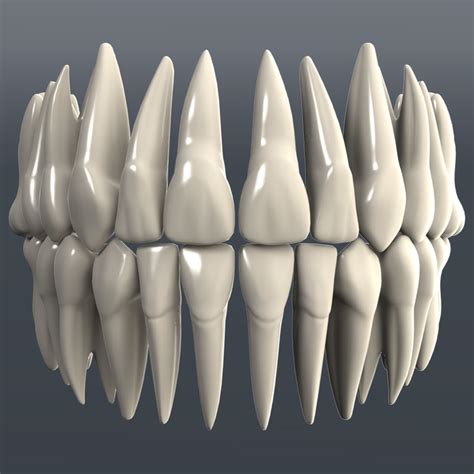 Dental 3d Model