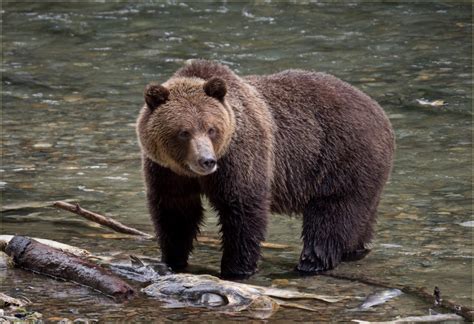 Protecting Crucial Grizzly Bear Habitat In Montanas Oldest Forests