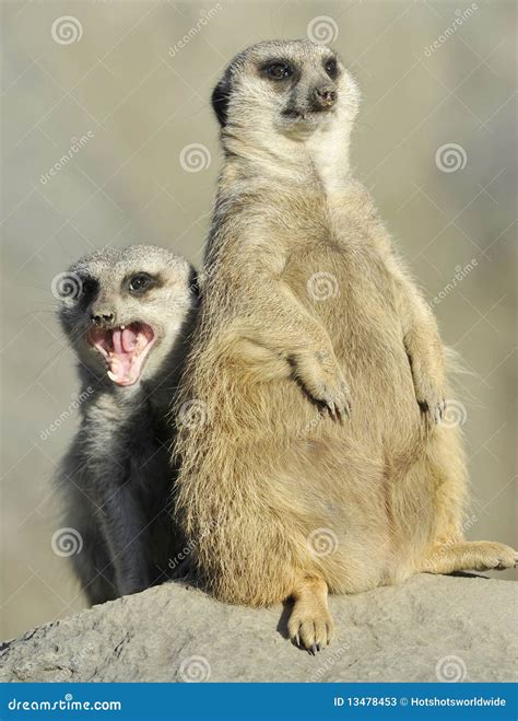 Pair Of African Meerkats Prairie Rat Squirrel Stock Image Image Of