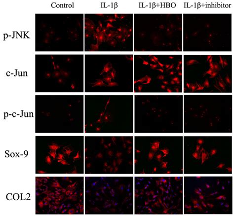 Immunofluorescence Showed The Change In Expression Of P Jnk C Jun