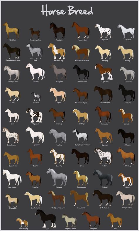 Breed Chart Horses Horse Breeds Beautiful Horses