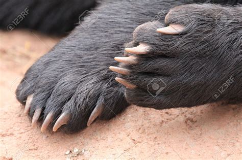 Black Bear Paw With Claws Stock Photo 64485087 Bear Paws Bear Paw