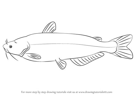 It resembles a cat's whiskers. Learn How to Draw a Blue Catfish (Fishes) Step by Step ...
