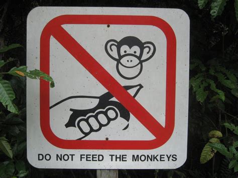 Dont Feed The Monkeys 3 Ways To Help People Solve Their Own Problems