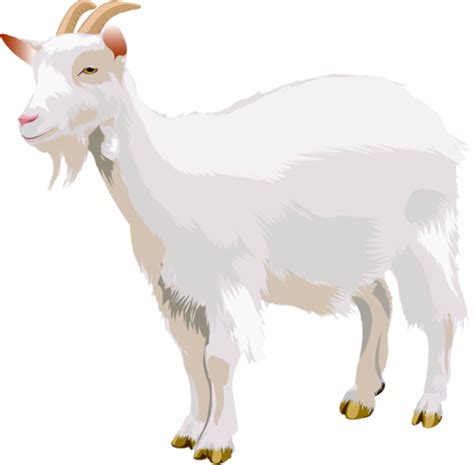 Goat Clip Art Goat Png Png Download 640629 Free Transparent Goat
