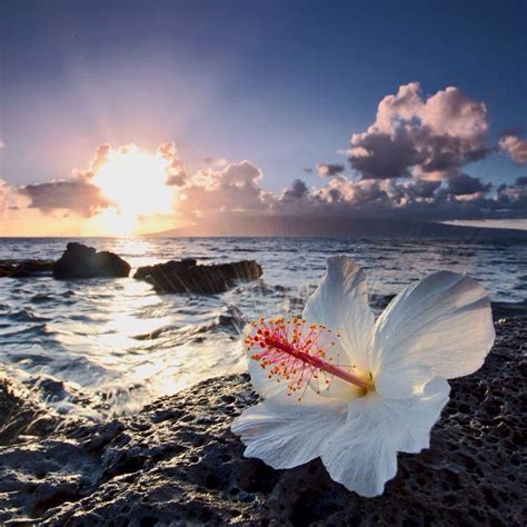 Beautiful Hawaii Pictures Hawaii Flowers White Hibiscus