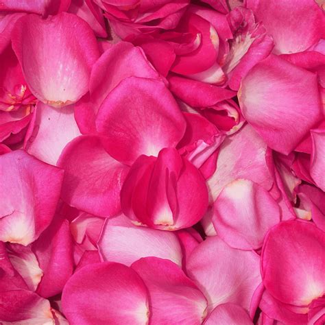 5000 Hot Pink Rose Petals Beautiful Fresh Cut Flowers Express