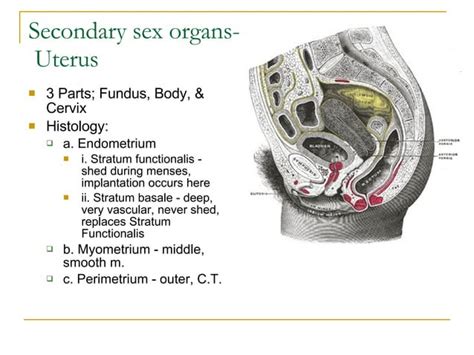 Notes Female Reproductive System Ppt