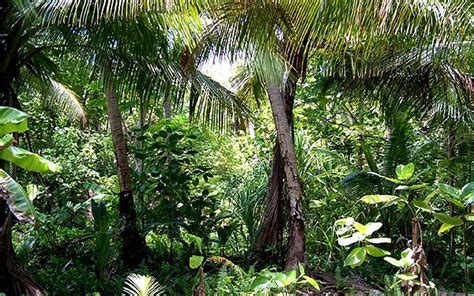 Yap Tropical Dry Forests One Earth