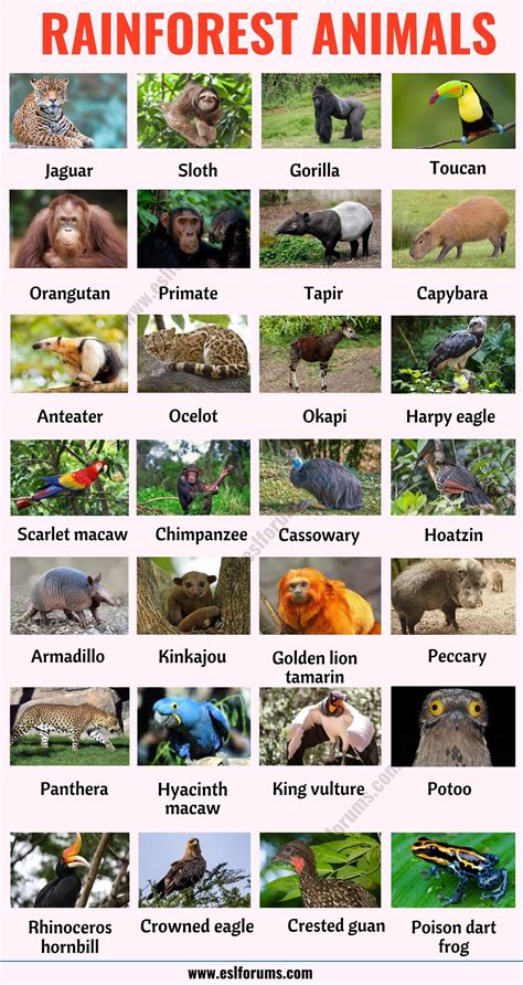 Rainforest Animals List Of 25 Animals That Live In The Rainforest