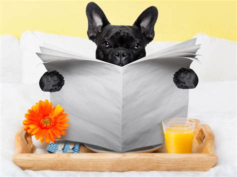 At choice hotels®, we know your pets are part of the was so courteous and friendly. Top 5 Pet-Friendly Hotel Chains | petMD