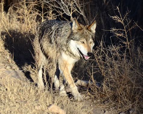 Mexican Gray Wolf Facts Diet Habitat And Pictures On Animaliabio