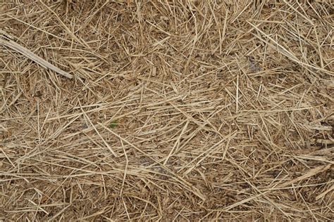 Macro Texture Of Crushed Dry Grassstraw In The Sun Stock Photo