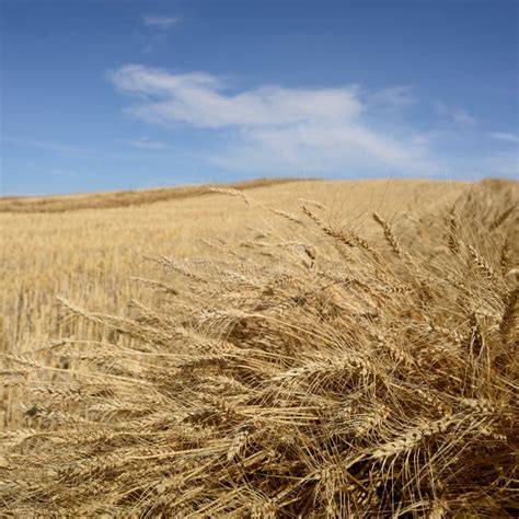 Harvested Grain Field Stock Photo Image Of Field Harvested 49812682