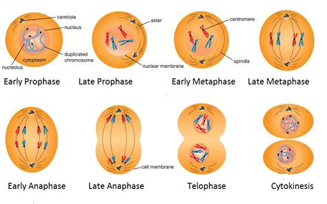 Cell Division Mitosis And Meiosis Simplified Biology