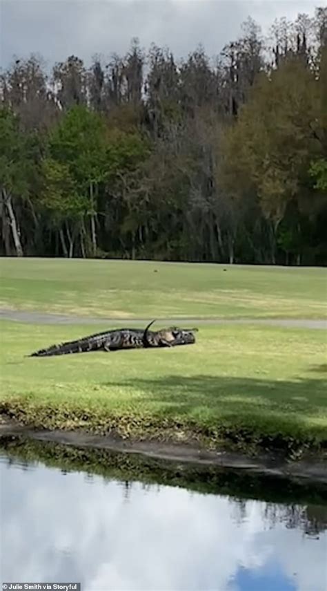 massive 20ft alligator is caught on camera eating smaller love rival on a florida lawn [video