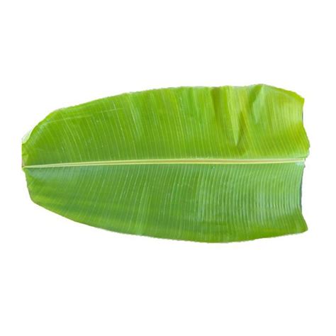 Buy Fresh Banana Leaf Online In Abu Dhabi Uae