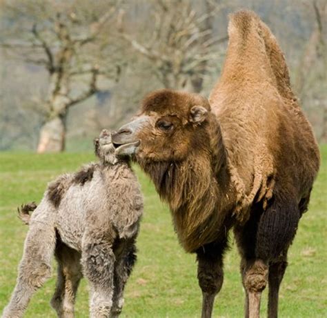 Temperatures in these locales can become searingly hot—over 100°f in summer. Beautiful Animals - Page 487