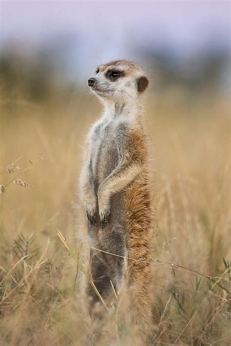 Meerkats Makgadikgadi Pan National Park Botswana Paul Souders