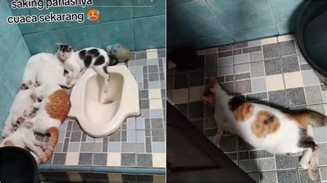 6 Potret Kucing Mengendap Endap Di Toilet Akibat Cuaca Panas Santai
