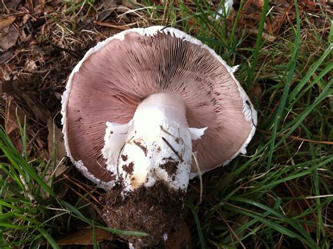 Agaricus Bernardii 3 Mushroom Table