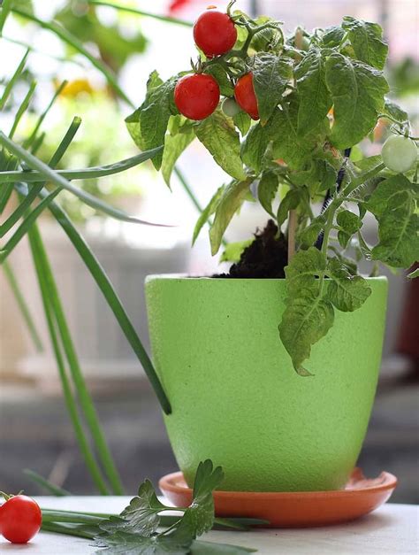 How To Grow Cherry Tomatoes Indoors The Vegan Atlas