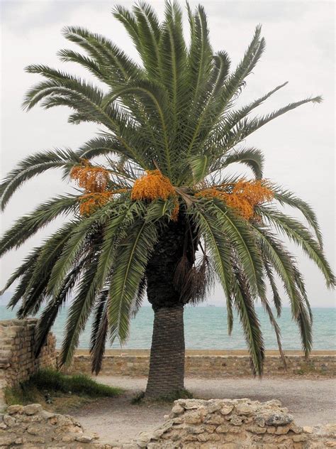 Date Palm Growing How To Care For A Date Palm Tree