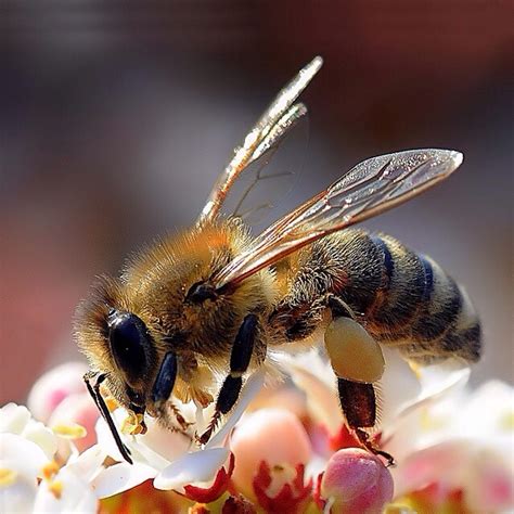 The Allen Report Connecticuts Massive Honeybee Loss Continues