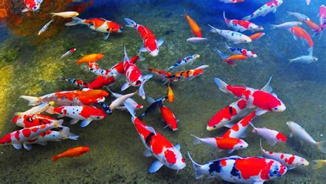 Lalu manakah yang bisa hidup berdampingan? 7 Ikan Hias Air Tawar Termahal dan Karakteristiknya ...
