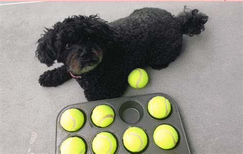 Other food puzzle toys for dogs. 5 DIY Dog Puzzles: Homemade Food Puzzles Your Dog Will Love
