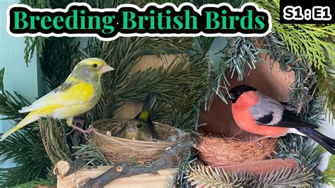 Pairing The Native Finches Breeding British Birds S1e1 Youtube