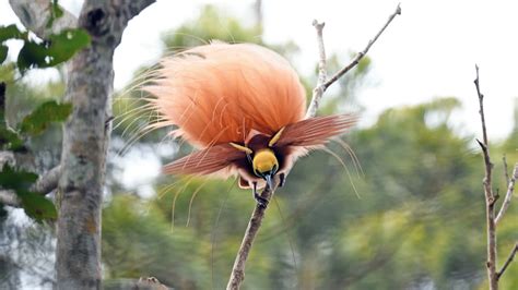 Bird Of Paradise The Talented Dancer That Loves Showing Off Cgtn