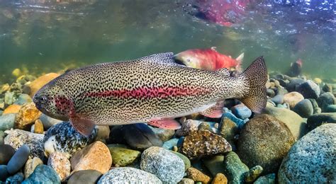 Rainbow Trout Alaska Fishing Alaska Outdoors Supersite