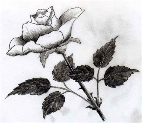 Kako Nacrtati Ružu