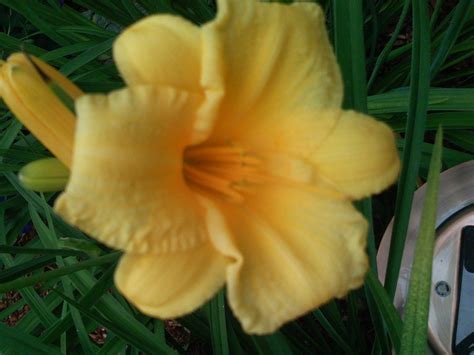 1 описание лилейника stella de oro. Stella D'oro lily | Garden, Plants, Lily