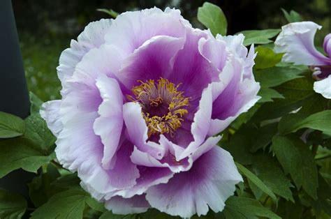 Box floreale rose fresia lisianthus. Peonie in giardino | Peonie, Giardino, Fiori