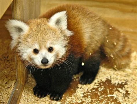 Meet Kaydee The Oklahoma Zoos Rambunctious Baby Red Panda Zooborns