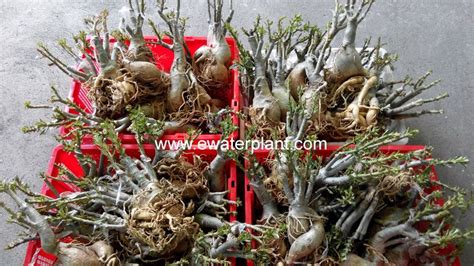 How can i source and buy rare tropical houseplants at a reasonable price? Adenium Desert Rose for sale : Nursery in Bangkok ...