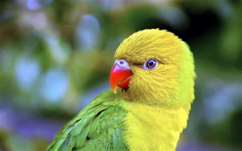 Top 47 Most Dashing And Beautiful Parrot Wallpapers In Hd