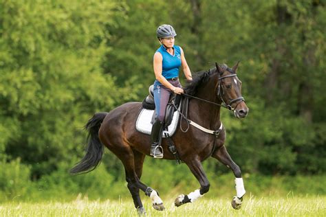 Spat – Pferde mit Sprunggelenksarthrose